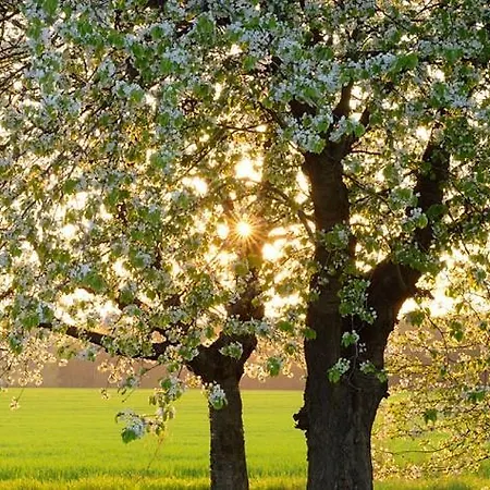 Garni Moselschild Hotel Uerzig