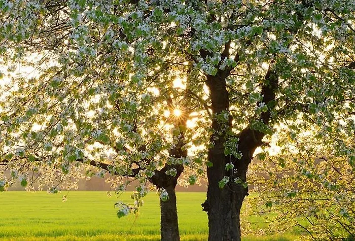 Garni Moselschild Hotel Ürzig
